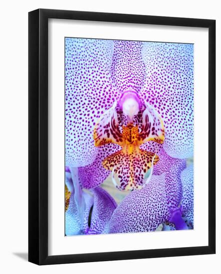 Inside View of a Stunning Spotted Pink and White Orchid Phalaenopsis with Massive Petals and Bright-null-Framed Photographic Print