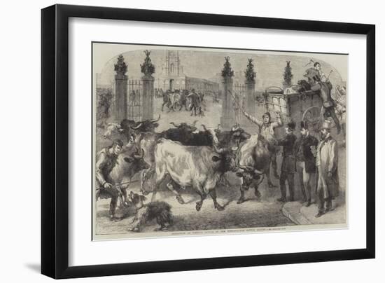 Inspection of Foreign Cattle at the Metropolitan Cattle Market-Harden Sidney Melville-Framed Giclee Print