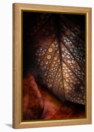 Instant Fragile-Philippe Sainte-Laudy-Framed Premier Image Canvas