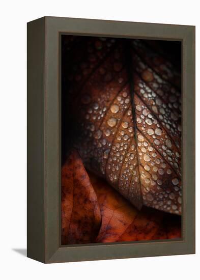 Instant Fragile-Philippe Sainte-Laudy-Framed Premier Image Canvas