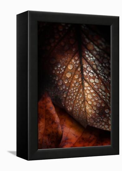 Instant Fragile-Philippe Sainte-Laudy-Framed Premier Image Canvas