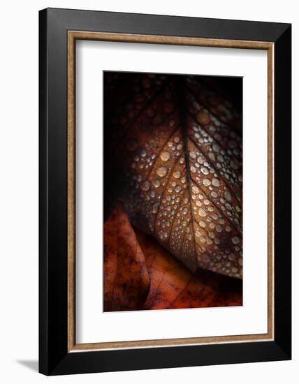 Instant Fragile-Philippe Sainte-Laudy-Framed Photographic Print