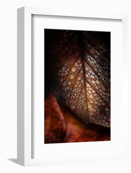 Instant Fragile-Philippe Sainte-Laudy-Framed Photographic Print