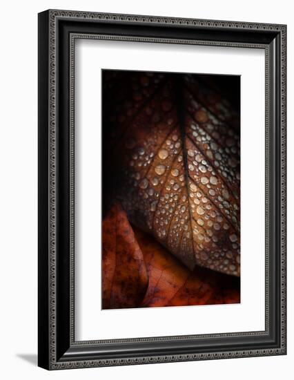 Instant Fragile-Philippe Sainte-Laudy-Framed Photographic Print