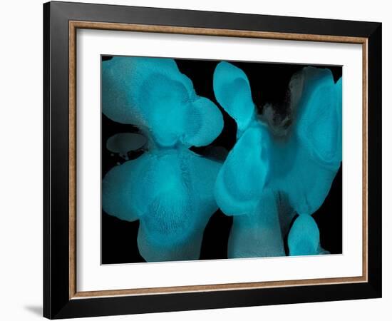 Instinctive-Hannah Carlson-Framed Art Print