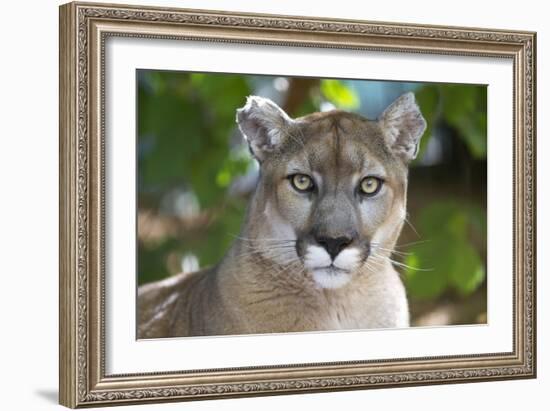 Intense Direct Eye Contact Portrait Of A Mountain Lion Looking At The Camera-Karine Aigner-Framed Photographic Print
