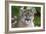 Intense Direct Eye Contact Portrait Of A Mountain Lion Looking At The Camera-Karine Aigner-Framed Photographic Print