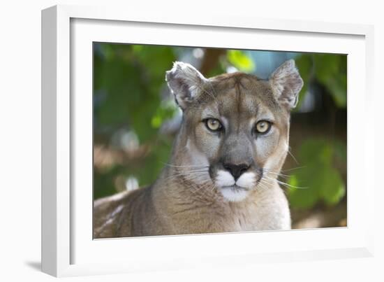 Intense Direct Eye Contact Portrait Of A Mountain Lion Looking At The Camera-Karine Aigner-Framed Photographic Print