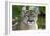 Intense Direct Eye Contact Portrait Of A Mountain Lion Looking At The Camera-Karine Aigner-Framed Photographic Print