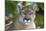 Intense Direct Eye Contact Portrait Of A Mountain Lion Looking At The Camera-Karine Aigner-Mounted Photographic Print