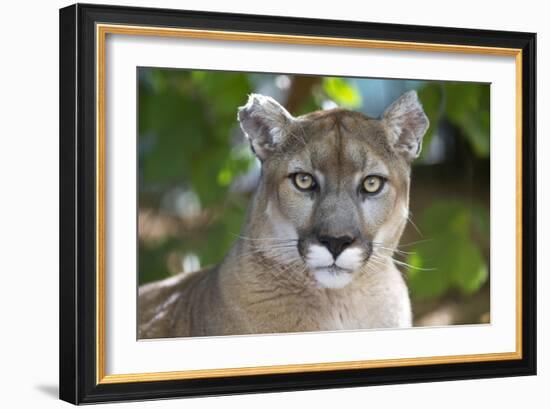 Intense Direct Eye Contact Portrait Of A Mountain Lion Looking At The Camera-Karine Aigner-Framed Photographic Print