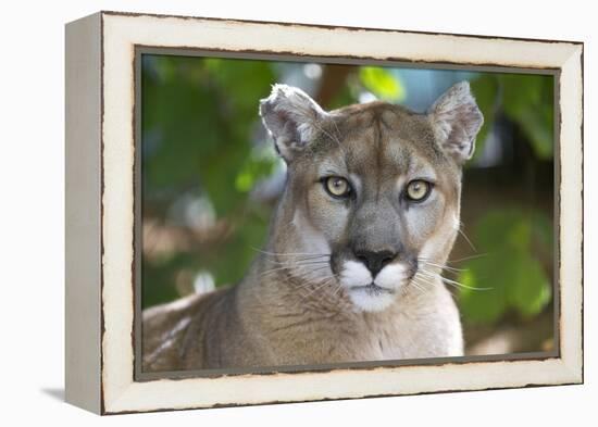 Intense Direct Eye Contact Portrait Of A Mountain Lion Looking At The Camera-Karine Aigner-Framed Premier Image Canvas