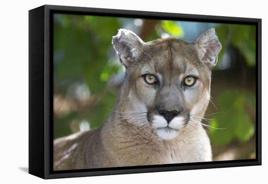 Intense Direct Eye Contact Portrait Of A Mountain Lion Looking At The Camera-Karine Aigner-Framed Premier Image Canvas