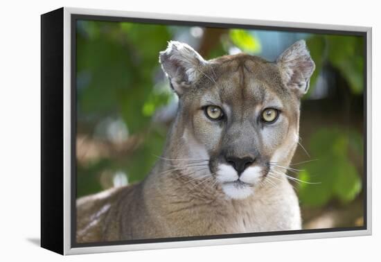 Intense Direct Eye Contact Portrait Of A Mountain Lion Looking At The Camera-Karine Aigner-Framed Premier Image Canvas