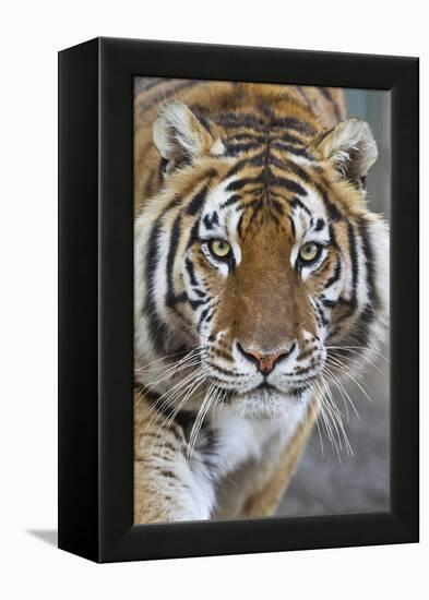 Intense Portrait of a Bengal Tiger-Karine Aigner-Framed Premier Image Canvas