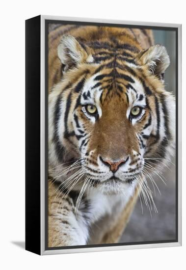 Intense Portrait of a Bengal Tiger-Karine Aigner-Framed Premier Image Canvas