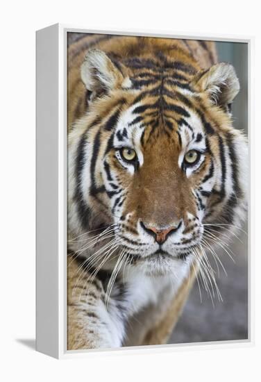 Intense Portrait of a Bengal Tiger-Karine Aigner-Framed Premier Image Canvas