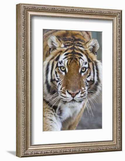 Intense Portrait of a Bengal Tiger-Karine Aigner-Framed Photographic Print