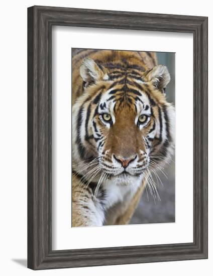 Intense Portrait of a Bengal Tiger-Karine Aigner-Framed Photographic Print