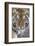 Intense Portrait of a Bengal Tiger-Karine Aigner-Framed Photographic Print