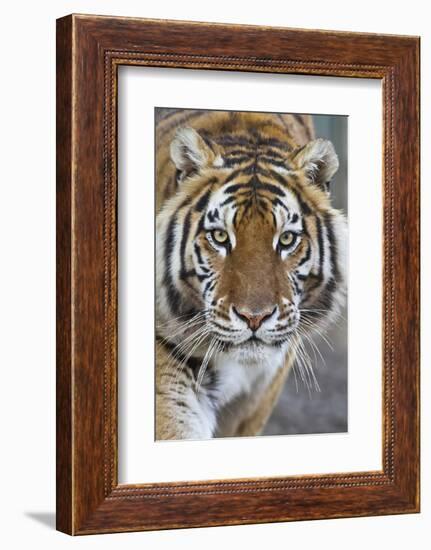 Intense Portrait of a Bengal Tiger-Karine Aigner-Framed Photographic Print