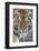 Intense Portrait of a Bengal Tiger-Karine Aigner-Framed Photographic Print