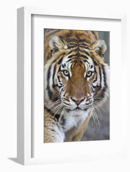 Intense Portrait of a Bengal Tiger-Karine Aigner-Framed Photographic Print