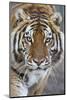 Intense Portrait of a Bengal Tiger-Karine Aigner-Mounted Photographic Print