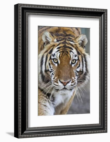 Intense Portrait of a Bengal Tiger-Karine Aigner-Framed Photographic Print