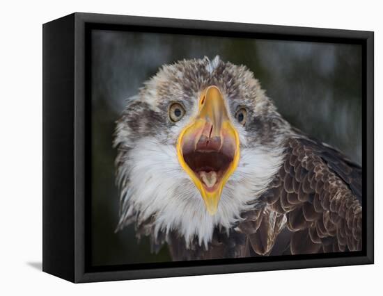 Intensity !!!-Alfred Forns-Framed Premier Image Canvas