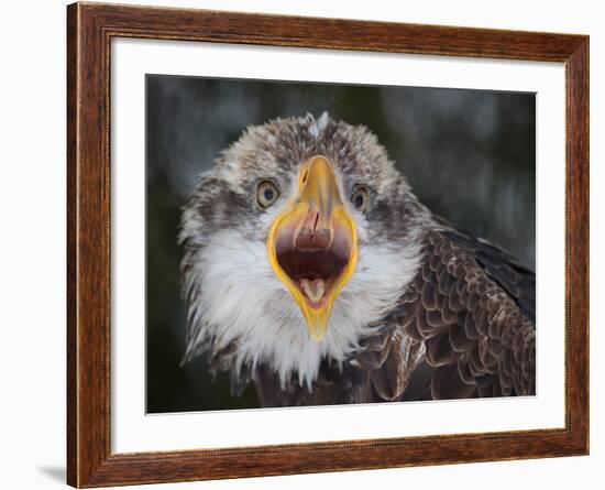 Intensity !!!-Alfred Forns-Framed Photographic Print