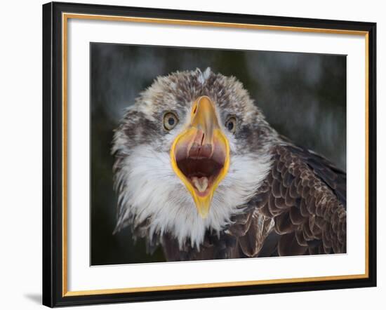 Intensity !!!-Alfred Forns-Framed Photographic Print