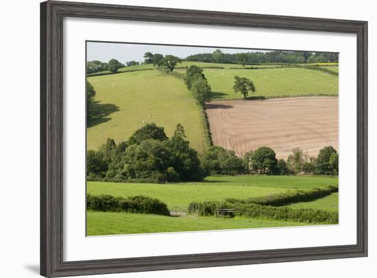 Intensivly Farmed and Grazed Farmland Next to Denmark Farm Conservation Centre, Lampeter, Wales, UK-Ross Hoddinott-Framed Photographic Print