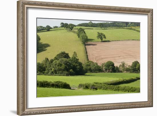 Intensivly Farmed and Grazed Farmland Next to Denmark Farm Conservation Centre, Lampeter, Wales, UK-Ross Hoddinott-Framed Photographic Print