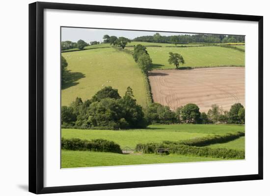 Intensivly Farmed and Grazed Farmland Next to Denmark Farm Conservation Centre, Lampeter, Wales, UK-Ross Hoddinott-Framed Photographic Print