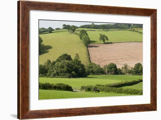 Intensivly Farmed and Grazed Farmland Next to Denmark Farm Conservation Centre, Lampeter, Wales, UK-Ross Hoddinott-Framed Photographic Print