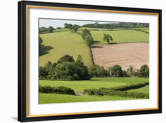 Intensivly Farmed and Grazed Farmland Next to Denmark Farm Conservation Centre, Lampeter, Wales, UK-Ross Hoddinott-Framed Photographic Print