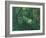 Interior of a Forest, Ca 1885-Paul Cézanne-Framed Giclee Print