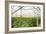 Interior of a Greenhouse-null-Framed Photographic Print