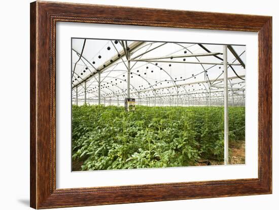 Interior of a Greenhouse-null-Framed Photographic Print