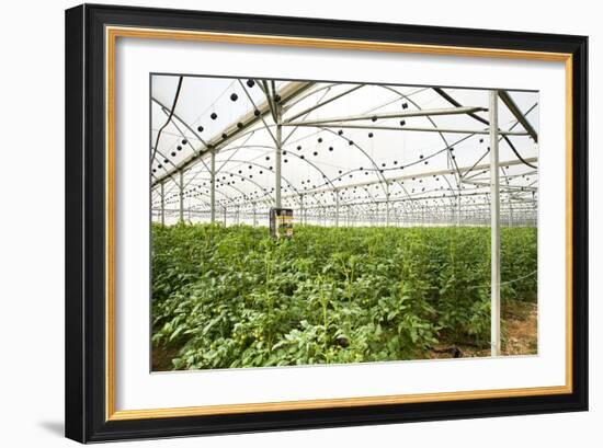Interior of a Greenhouse-null-Framed Photographic Print