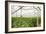 Interior of a Greenhouse-null-Framed Photographic Print