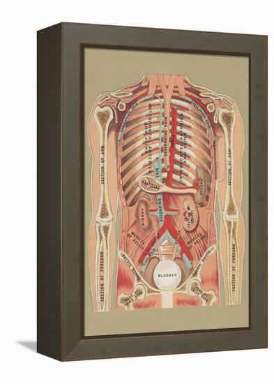 Interior of Abdomen-null-Framed Stretched Canvas