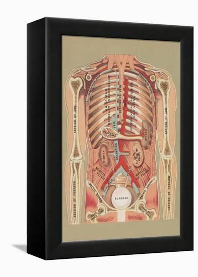 Interior of Abdomen-null-Framed Stretched Canvas