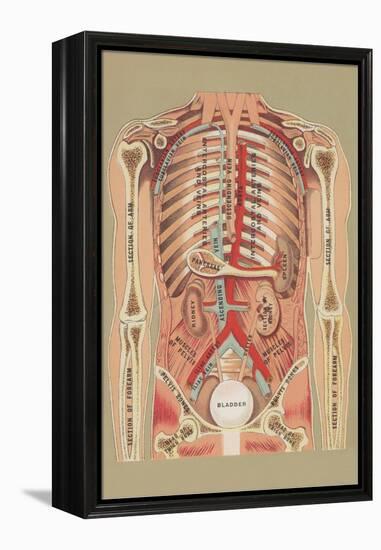 Interior of Abdomen-null-Framed Stretched Canvas