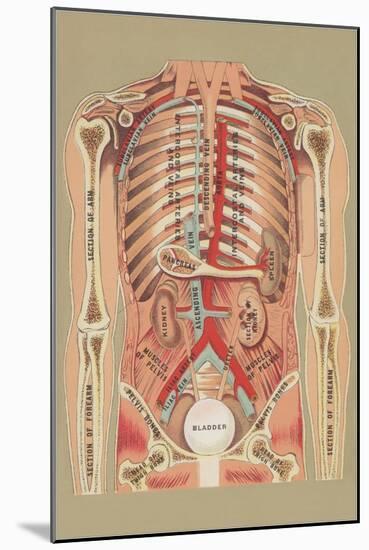 Interior of Abdomen-null-Mounted Art Print