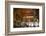 Interior of Cafe Brasileira, Chiado, Lisbon, Portugal, South West Europe-Neil Farrin-Framed Photographic Print