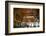 Interior of Cafe Brasileira, Chiado, Lisbon, Portugal, South West Europe-Neil Farrin-Framed Photographic Print