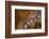 Interior of dome of Vank (Armenian) Cathedral, Isfahan, Iran, Middle East-James Strachan-Framed Photographic Print