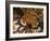 Interior of Hagia Sofia (Aya Sofya), Sultanahmet, Istanbul, Turkey-Ben Pipe-Framed Photographic Print